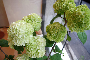 IMGP7904.jpg