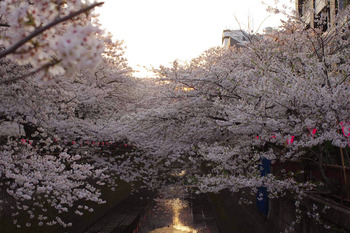 【花も団子も③】桜並木とわらびもち