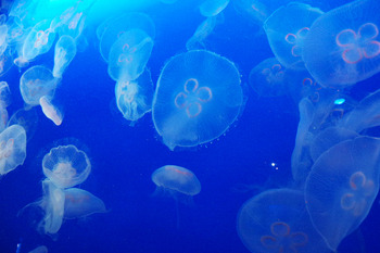NIGHT AQUARIUM