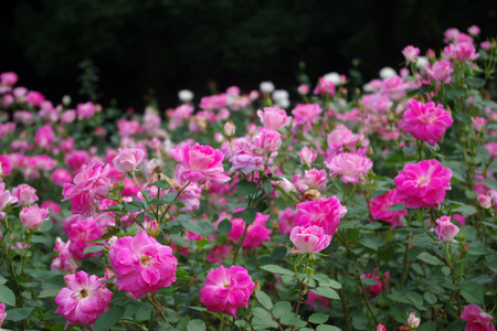 IMGP9494.jpg