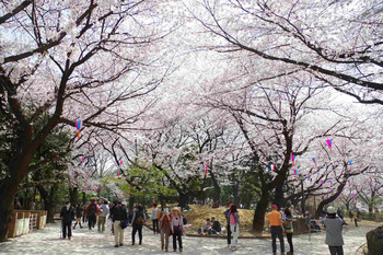 桜のお山