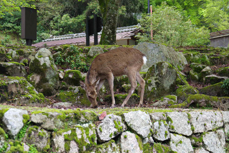 IMGP4447.jpg