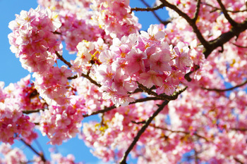 【春さんぽ】河津の桜でお花見を