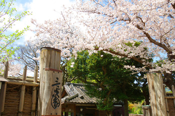 【春さんぽ】三渓園で のんびりお花見