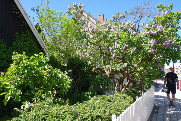 IMGP93512.JPG