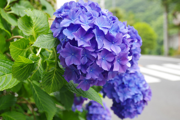 IMGP9833.jpg