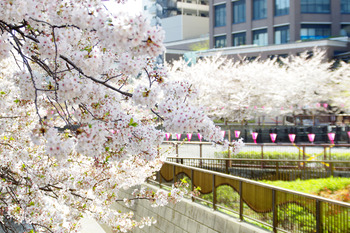 【休日(じゃないけど)ランチ】もち豚とんかつ たいよう...と名残の桜