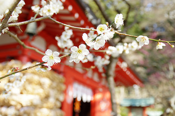 【春さんぽ】かまくら梅紀行