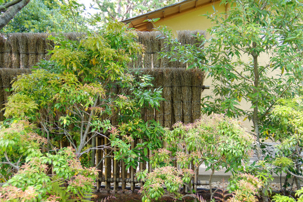 IMGP4535.JPG