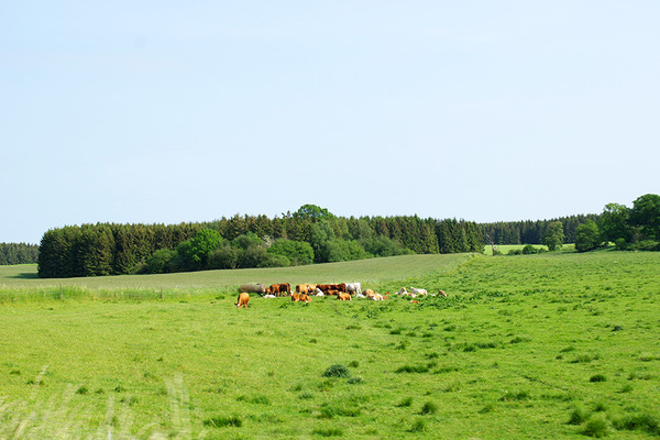IMGP6388.JPG