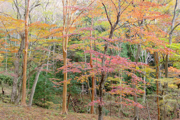 IMGP0195.JPG