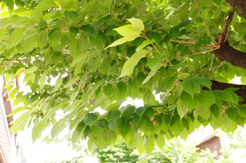 【TAKE OUTランチ】エジプト塩食堂 ＠ 西小山