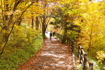 【秋さんぽ】いろは坂を越えて @ 日光