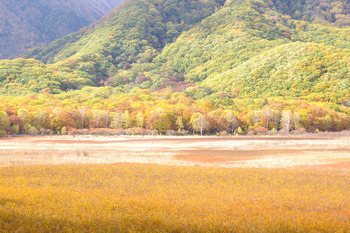 【秋さんぽ】はじめての草紅葉 ＠ 奥日光