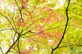 【晩秋さんぽ】紫陽花から紅葉へ ＠ 鎌倉