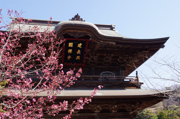 【初春ハイク】鎌倉ハイキング