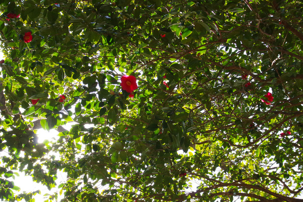 IMGP9596.JPG