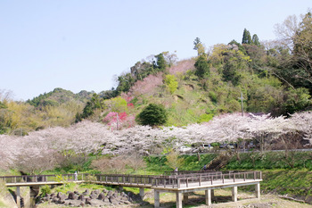 【春さんぽ】湖畔の桜