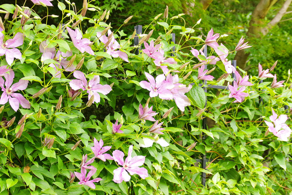 IMGP1397.JPG