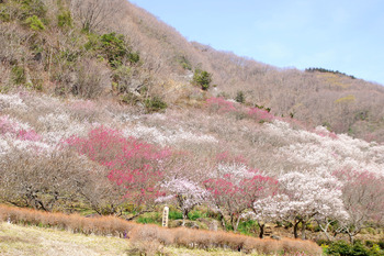 【春ハイク】梅と幕山