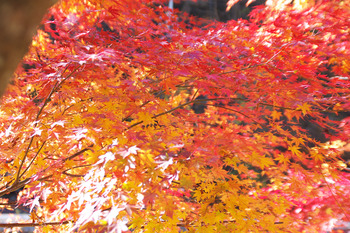 【晩秋さんぽ】昇仙峡で紅葉狩り