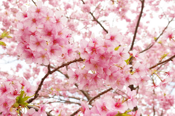 【春さんぽ】気がついたら桜の季節