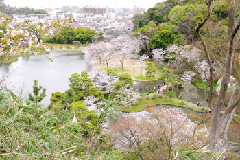 【春さんぽ】春の三溪園