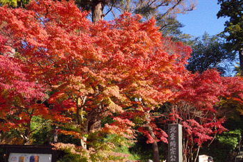 【鎌倉さんぽ】紅葉の円覚寺