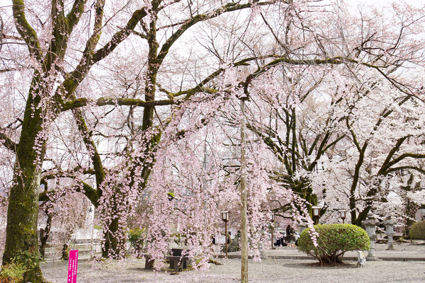 20124040427.JPG