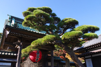 【鎌倉だより】長谷寺の紅葉