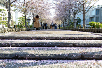 【鎌倉だより】桜吹雪とモーニング