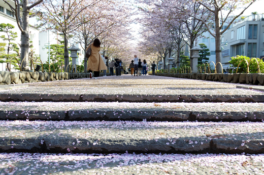 【鎌倉だより】桜吹雪とモーニング