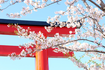 【鎌倉だより】段葛の桜とモーニング