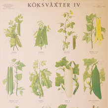 Skolplansch   Köksväxter