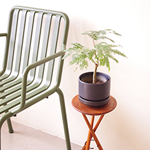 Tri-Leg table / Plant stand