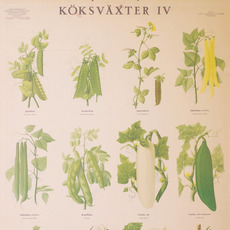 Skolplansch ''Köksväxter'' をアップしました