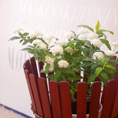 Flowerpot cover in teak をアップしました